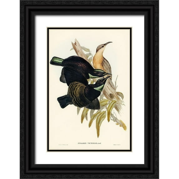 Gould, John 11x14 Black Ornate Wood Framed with Double Matting Museum Art Print Titled - Victoria Rifle-bird-Ptiloris Victoriae
