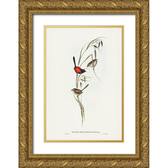 Gould, John 11x14 Gold Ornate Wood Framed with Double Matting Museum Art Print Titled - Black-headed Wren-Malurus melanocephalus