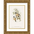 thumbnail image 1 of Gould, John 11x14 Gold Ornate Wood Framed with Double Matting Museum Art Print Titled - Buff-sided Robin-Petroica cerviniventris, 1 of 4
