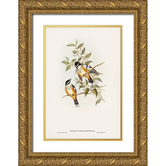 Gould, John 11x14 Gold Ornate Wood Framed with Double Matting Museum Art Print Titled - Buff-sided Robin-Petroica cerviniventris