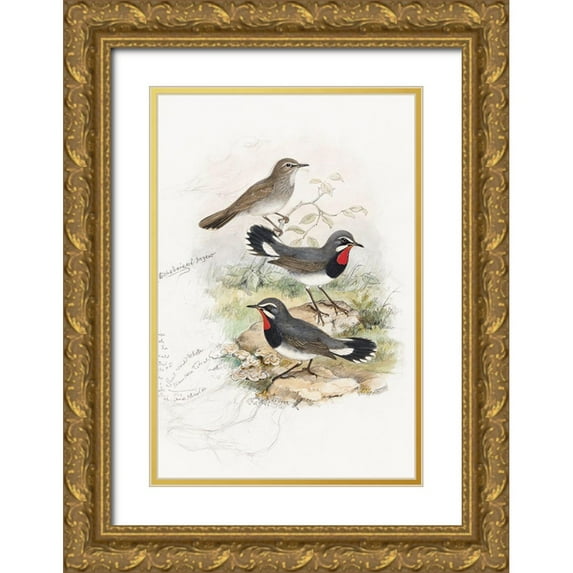 Gould, John 11x14 Gold Ornate Wood Framed with Double Matting Museum Art Print Titled - Calliope Tschebaiswi