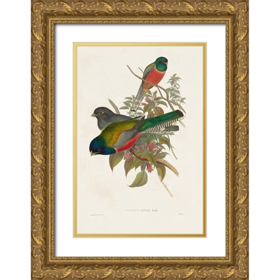 Gould, John 11x14 Gold Ornate Wood Framed with Double Matting Museum Art Print Titled - Elegant Trogons VII
