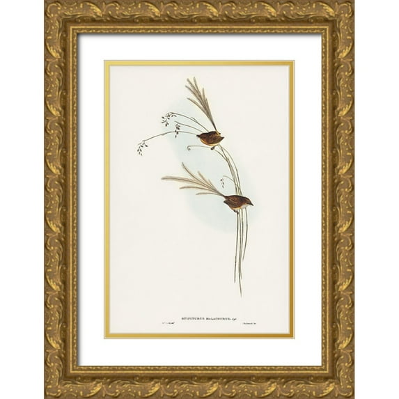 Gould, John 11x14 Gold Ornate Wood Framed with Double Matting Museum Art Print Titled - Emu Wren-tipiturus malachurus