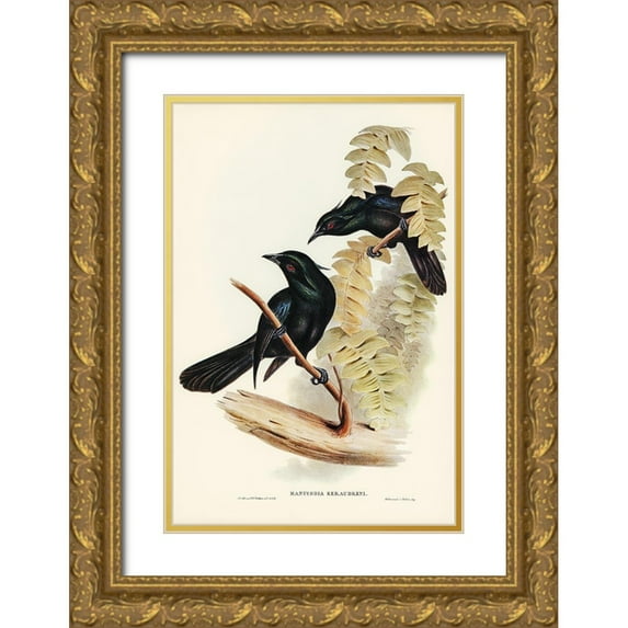 Gould, John 11x14 Gold Ornate Wood Framed with Double Matting Museum Art Print Titled - Keraudrens Crow-Shrike-Manucodia Keraudreni