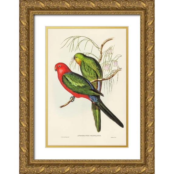 Gould, John 11x14 Gold Ornate Wood Framed with Double Matting Museum Art Print Titled - King Lory-Aprosmictus scapulatus