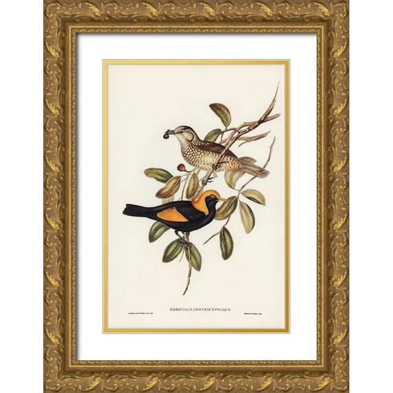 Gould, John 11x14 Gold Ornate Wood Framed with Double Matting Museum Art Print Titled - Regent Bird-Sericulus chrysocephalus