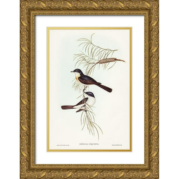 Gould, John 11x14 Gold Ornate Wood Framed with Double Matting Museum Art Print Titled - Restless Flycatcher-Seisura inquieta