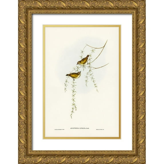 Gould, John 11x14 Gold Ornate Wood Framed with Double Matting Museum Art Print Titled - Striated Acanthiza-Acanthiza lineata