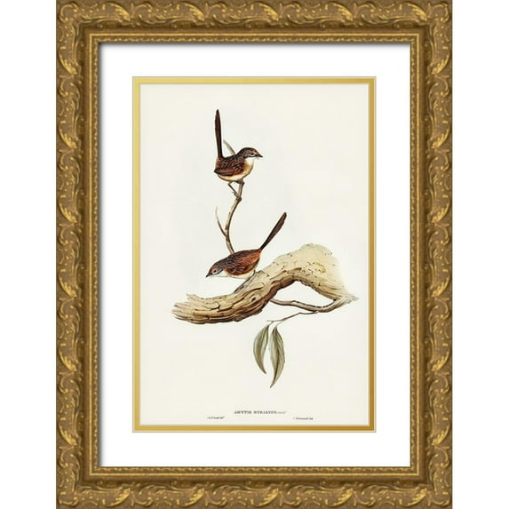 Gould, John 11x14 Gold Ornate Wood Framed with Double Matting Museum Art Print Titled - Striated Wren-Amytis striatus