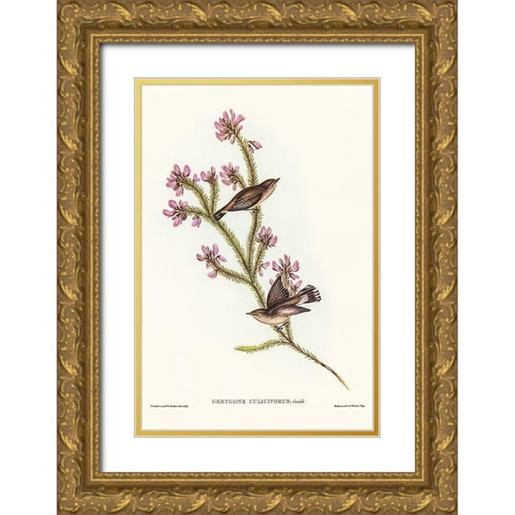 Gould, John 11x14 Gold Ornate Wood Framed with Double Matting Museum Art Print Titled - Western Gerygone-Gerygone culicivorus