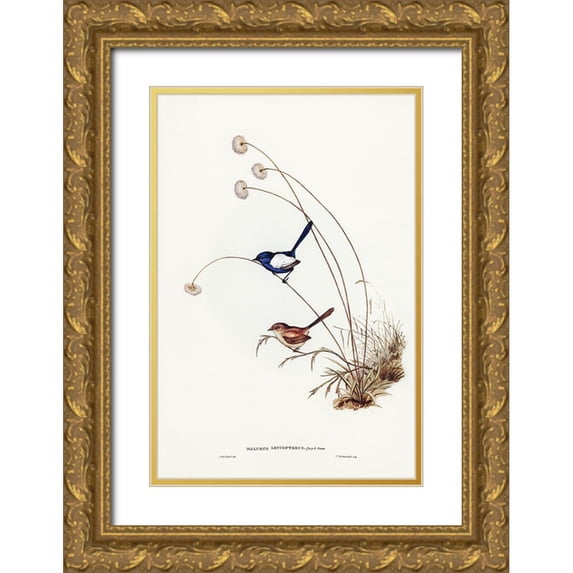 Gould, John 11x14 Gold Ornate Wood Framed with Double Matting Museum Art Print Titled - White-winged Wren-Malurus leucopterus