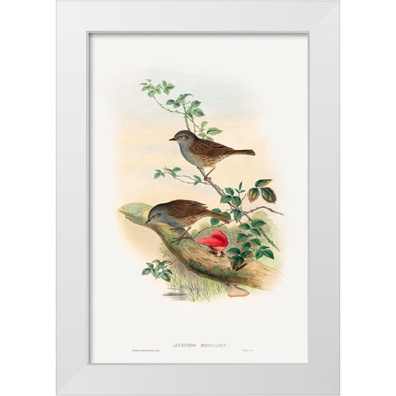 Gould, John 11x14 White Modern Wood Framed Museum Art Print Titled - Accentor modularis-Dunnock