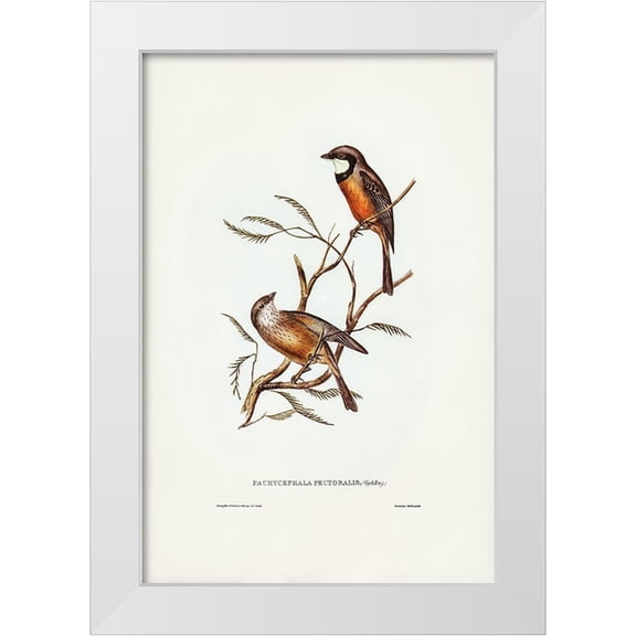 Gould, John 11x14 White Modern Wood Framed Museum Art Print Titled - Banded Thickhead-Pachycephala pectoralis