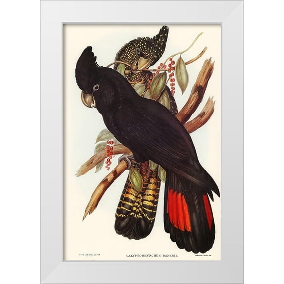 Gould, John 11x14 White Modern Wood Framed Museum Art Print Titled - Banksian Cockatoo-Calyptorhynchus Banksii