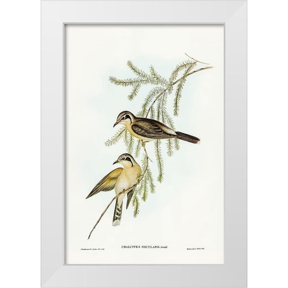 Gould, John 11x14 White Modern Wood Framed Museum Art Print Titled - Black-eared Cuckoo-Chalcites osculans