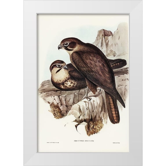 Gould, John 11x14 White Modern Wood Framed Museum Art Print Titled - Brown Hawk-Ieracidea Berigora
