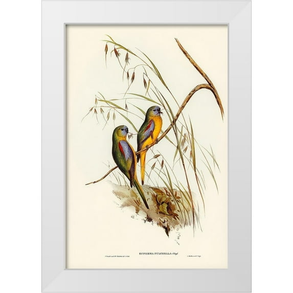 Gould, John 11x14 White Modern Wood Framed Museum Art Print Titled - Chestnut-shouldered Grass-Parakeet-Euphema pulchella
