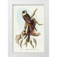 thumbnail image 1 of Gould, John 11x14 White Modern Wood Framed Museum Art Print Titled - Falcon-Falco Frontatus, 1 of 4