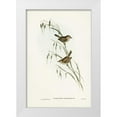 thumbnail image 1 of Gould, John 11x14 White Modern Wood Framed Museum Art Print Titled - Field Reed Lark-Calamanthus campestris, 1 of 4