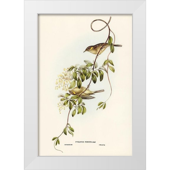 Gould, John 11x14 White Modern Wood Framed Museum Art Print Titled - Fuscous Honey-eater-Ptilotis fusca