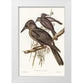 thumbnail image 1 of Gould, John 11x14 White Modern Wood Framed Museum Art Print Titled - Grey Crow-Shrike-Strepera Anaphonensis, 1 of 4