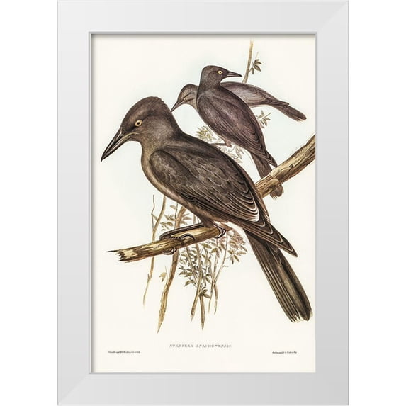 Gould, John 11x14 White Modern Wood Framed Museum Art Print Titled - Grey Crow-Shrike-Strepera Anaphonensis
