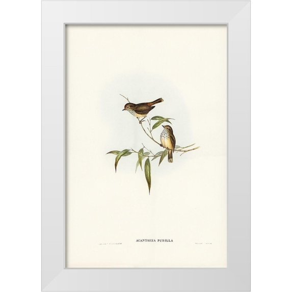 Gould, John 11x14 White Modern Wood Framed Museum Art Print Titled - Little Brown Acanthiza-Acanthiza pusilla