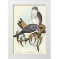 thumbnail image 1 of Gould, John 11x14 White Modern Wood Framed Museum Art Print Titled - New Holland Goshawk-Astur Nova-Hollandix, 1 of 4