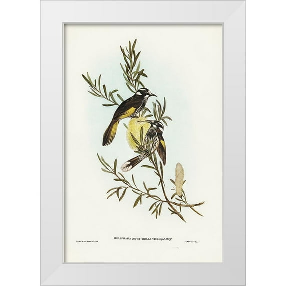 Gould, John 11x14 White Modern Wood Framed Museum Art Print Titled - New Holland Honey-eater