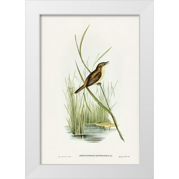 Gould, John 11x14 White Modern Wood Framed Museum Art Print Titled - Reed Warbler-Acrocephalus Australis