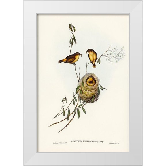 Gould, John 11x14 White Modern Wood Framed Museum Art Print Titled - Regulus-like Acanthiza-Acanthiza Reguloides