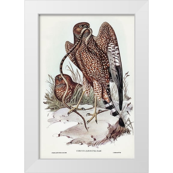 Gould, John 11x14 White Modern Wood Framed Museum Art Print Titled - Square-tailed kite-Circus jardinii
