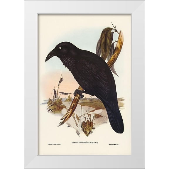 Gould, John 11x14 White Modern Wood Framed Museum Art Print Titled - White-eyed Crow-Corvus Coronoides
