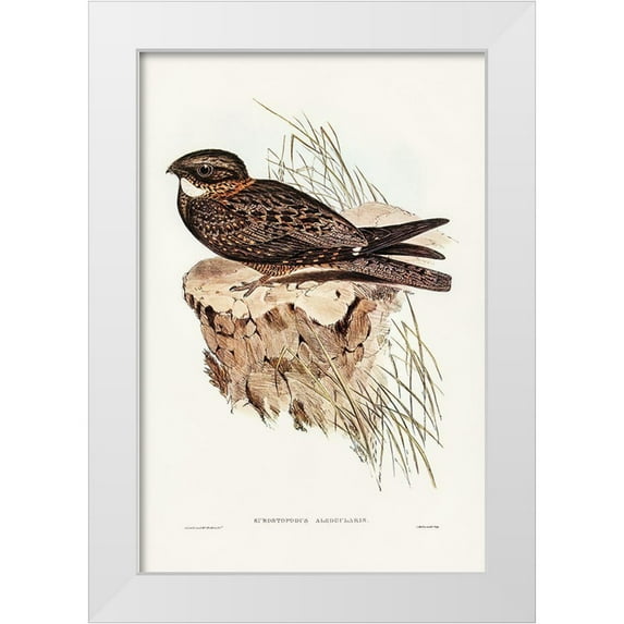 Gould, John 11x14 White Modern Wood Framed Museum Art Print Titled - White-throated Goat-sucker-Eurostopodus albogularis