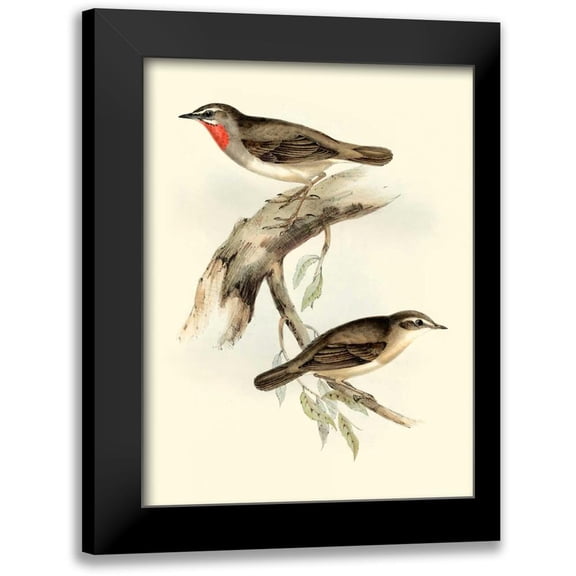 Gould, John 12x14 Black Modern Framed Museum Art Print Titled - Goulds Gorget Warbler