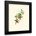thumbnail image 1 of Gould, John 12x14 Black Modern Framed Museum Art Print Titled - Hummingbird Delight XII, 1 of 5