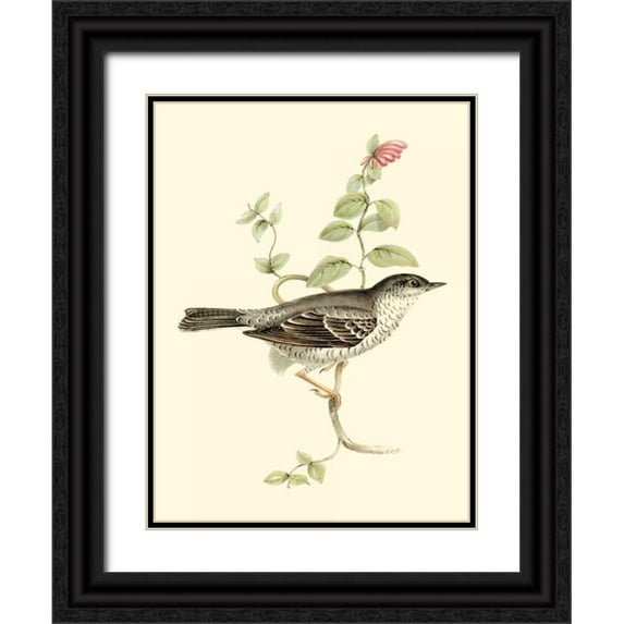 Gould, John 12x14 Black Ornate Wood Framed with Double Matting Museum Art Print Titled - Goulds Barred Warbler