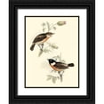 thumbnail image 1 of Gould, John 12x14 Black Ornate Wood Framed with Double Matting Museum Art Print Titled - Goulds Stone-chat, 1 of 4