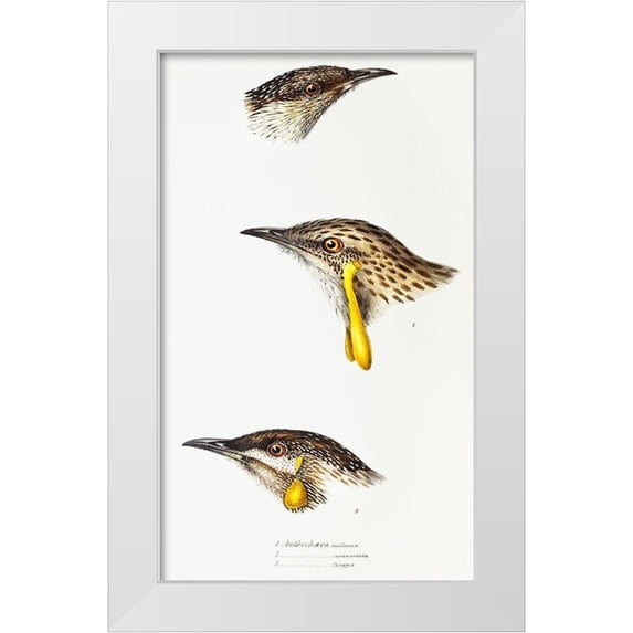Gould, John 12x18 White Modern Wood Framed Museum Art Print Titled - Wattle bird-Red wattlebird and Western wattlebird