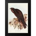 thumbnail image 1 of Gould, John 13x18 Black Modern Framed Museum Art Print Titled - Black Falcon-Falco sunnier, 1 of 4