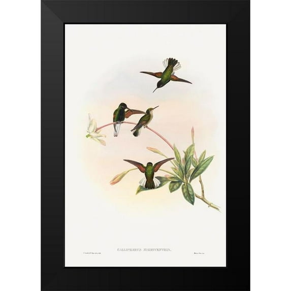 Gould, John 13x18 Black Modern Framed Museum Art Print Titled - Callipharus nigriventris-Black-bellied Hummingbird