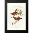 thumbnail image 1 of Gould, John 13x18 Black Modern Framed Museum Art Print Titled - Crested Oreoica-Oreoica gutturalis, 1 of 4