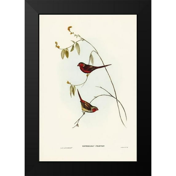 Gould, John 13x18 Black Modern Framed Museum Art Print Titled - Crimson Finch-Estrelda Phaeton