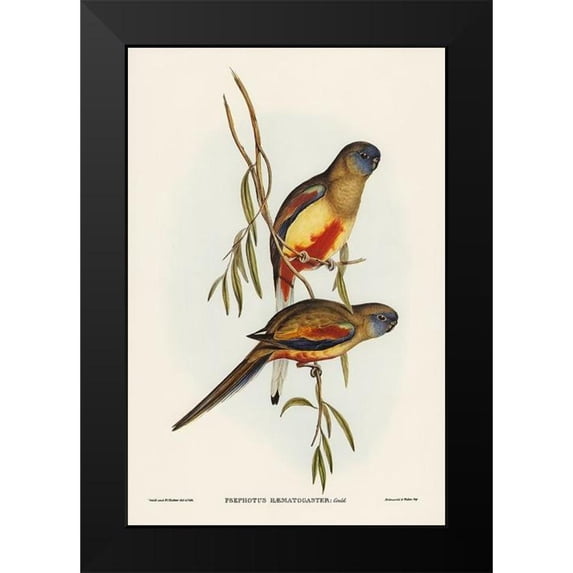 Gould, John 13x18 Black Modern Framed Museum Art Print Titled - Crimson-bellied Parakeet-Psephotus haematogaster