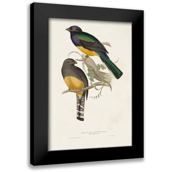 Gould, John 13x18 Black Modern Framed Museum Art Print Titled - Elegant Trogons III