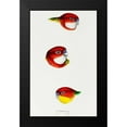 thumbnail image 1 of Gould, John 13x18 Black Modern Framed Museum Art Print Titled - Fiery Parrakeet-Eastern rosella and Western rosella, 1 of 4