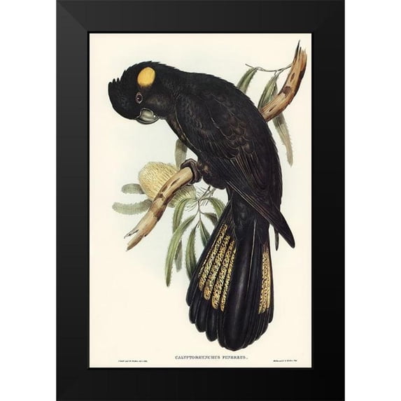 Gould, John 13x18 Black Modern Framed Museum Art Print Titled - Funereal Cockatoo-Calyptorhynchus funereus