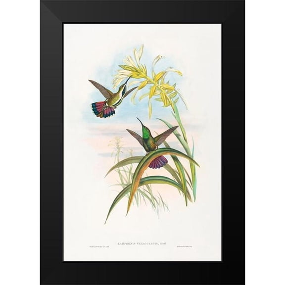 Gould, John 13x18 Black Modern Framed Museum Art Print Titled - Lampornis veraguensis-Veraguan Mango