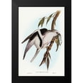 thumbnail image 1 of Gould, John 13x18 Black Modern Framed Museum Art Print Titled - Letter-winged Kite-Elanus sciptus, 1 of 4