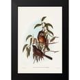 thumbnail image 1 of Gould, John 13x18 Black Modern Framed Museum Art Print Titled - Olivaceous Pachycephala-Pachycephala olivacea, 1 of 4
